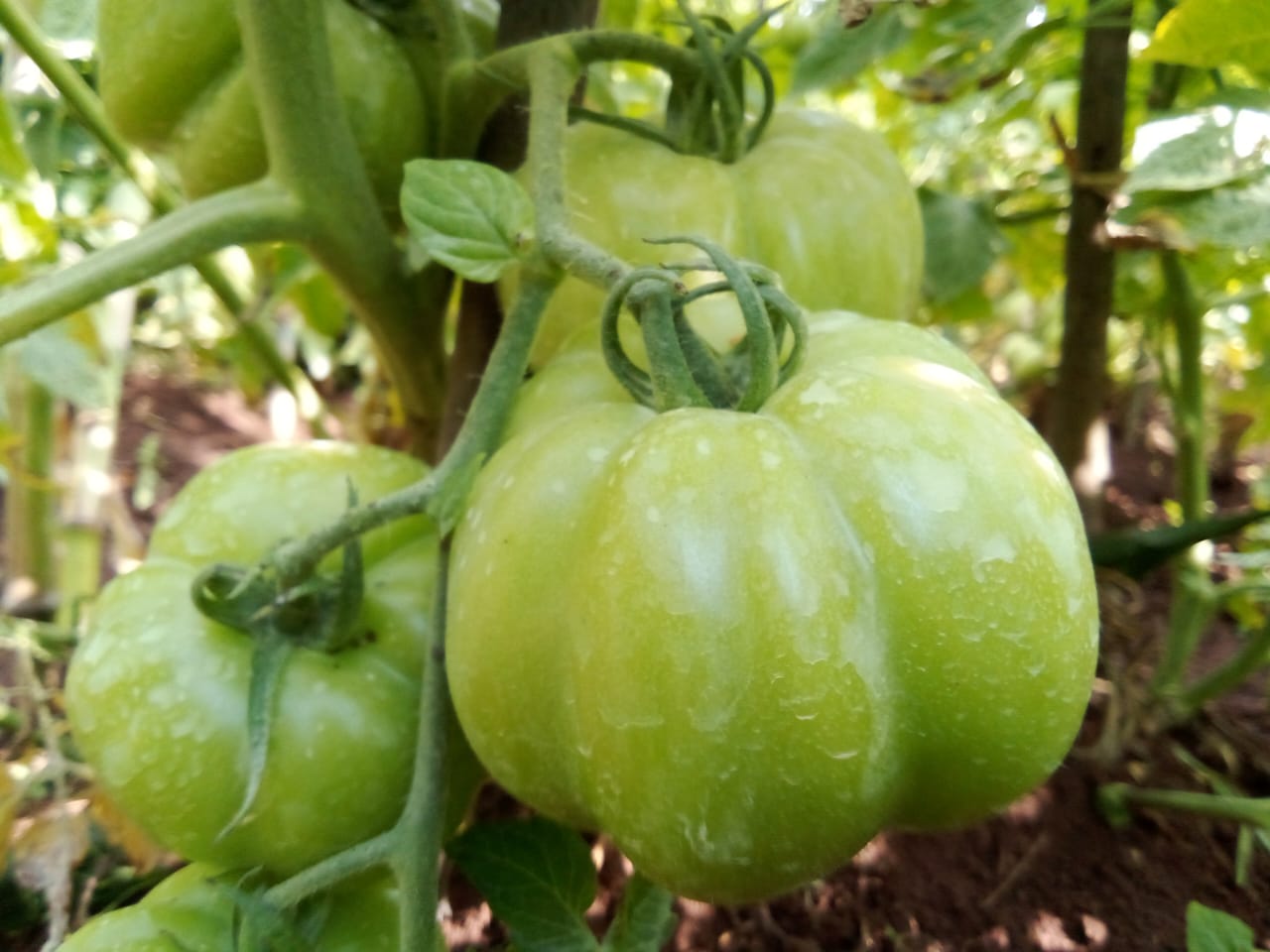 Projet agricole de l'ASEV