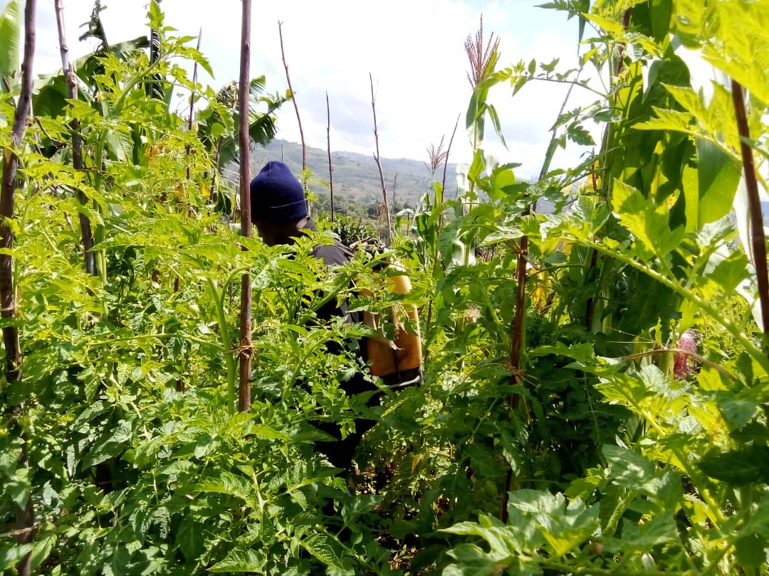 Culture de tomates dans le territoire de Kabare
